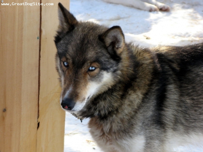 Wolfspelz - tötet dich bevor du sie siehst Siberian Husky-1 year-Wolf-1187046956